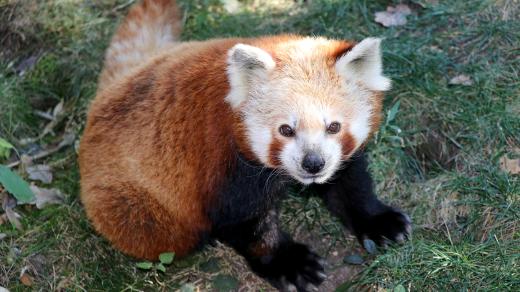 Panda červená