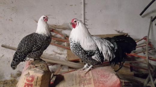 Vestfálské nosné slepice