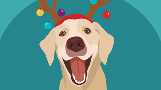 Labrador Anděl je miláček rodiny