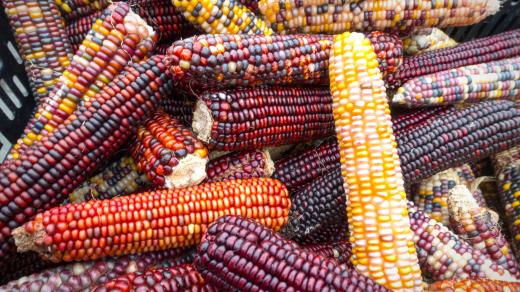 Kukuřice nemusí být jenom žlutá