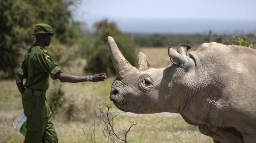 Nájin v parku Ol Pejeta v Keni. Je to jedna z posledních dvou samic nosorožce bílého severního na světě