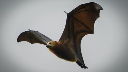 Vzácný Livingstone's Fruit Bat, foto z ostrova Mohéli z Expedice Z101