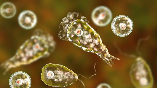 Améba naegleria