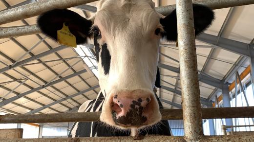„Krávy úplně pookřály,“ pochvaluje si pan Stříbrný