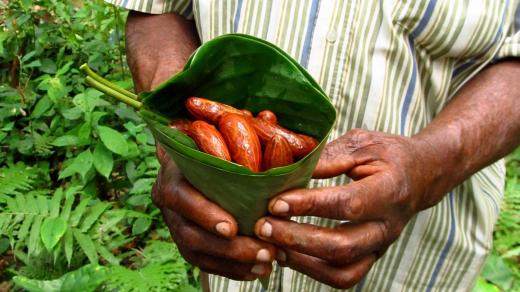 Zázračný strom Garcinia kola. Semínka se používají například na léčbu rakoviny a mají protizánětlivé účinky.