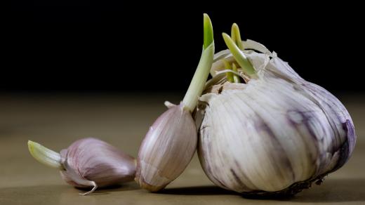 Klíčící palice česneku