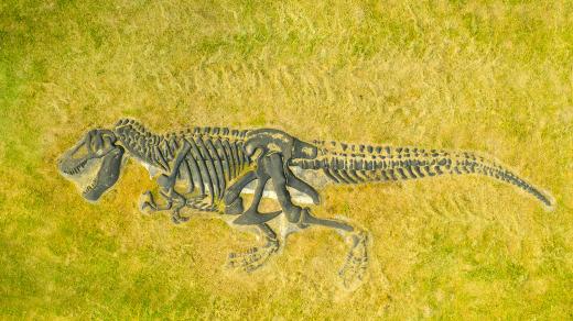 Kostra dinosaura (ilustrační foto)