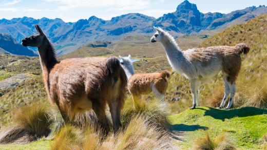 Lamy jsou pro lidi velmi užitečná zvířata