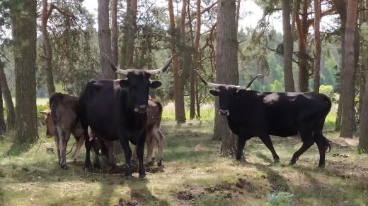 Bos primigenius neboli pratur