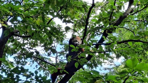 V liberecké zoo se narodila mláďata pandy červené