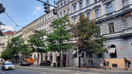 „Sytě zelené listy začínají být střídány vadnoucími listy, hnědými listy. To jsou lípy stříbrné,“ říká Hora