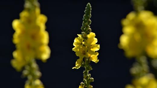 Diviznové květy sbíráme ráno