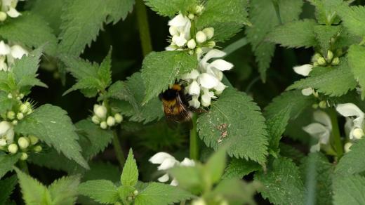 Hluchavka bílá (ilustrační foto)