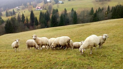 Na návštěvu se vydáme s redaktorkou Eliškou Pilařovou vysoko do hor za starým uměním vlnařským a zpracováním ovčí vlny