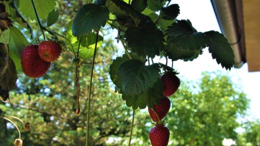 Převislé jahody můžete pěstovat na balkóně