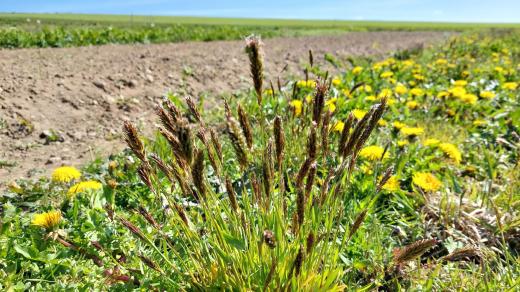 Z luk se ztrácí i různé druhy trav