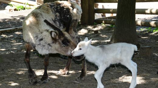 V olomoucké zoologické zahradě se narodilo osm mláďat sopa polárního