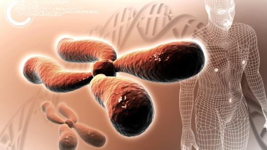 Lidský chromozom (ilustrační foto)