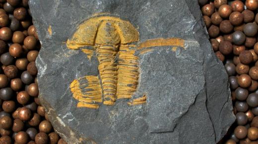 Pokousaný trilobit rodu Conocoryphe. Jedinec z buchavského souvrství v okolí Skryjí, délka 35 mm.
