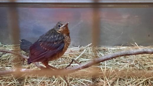 Mládě kosa v záchranné stanici Archa