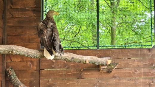 Orlice Gaia v záchranné stanici v Třeboni