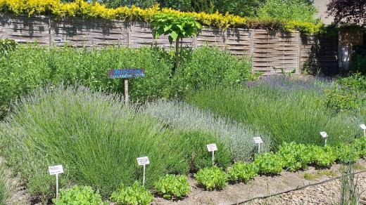 Druhů levandule tam najdete možná víc než v Provence