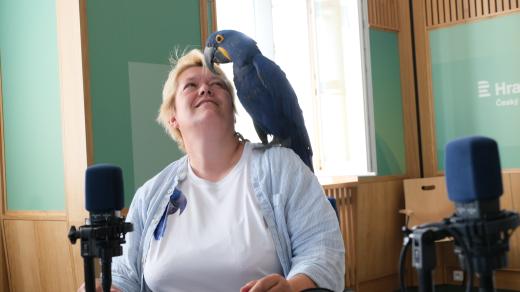 Záchranná stanice Sunny days z Králík u Nového Bydžova vzala pod svá křídla už přes 70 papoušků