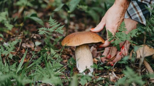 houba, hřib, houbaření