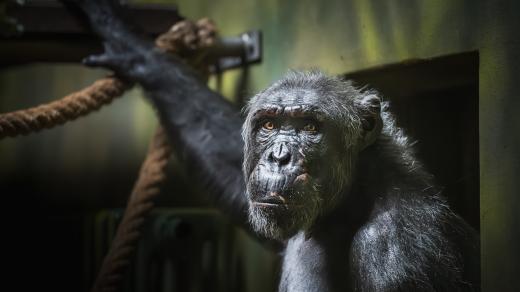 Nový samec šimpanze čego ve dvorském safari parku