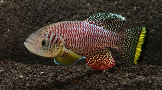 Halančík Furzerův (Nothobranchius furzeri)