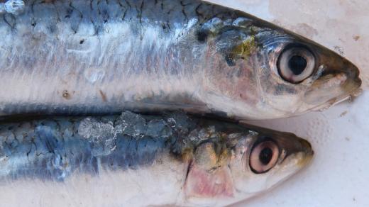 sardinky, sardinka, ryby
