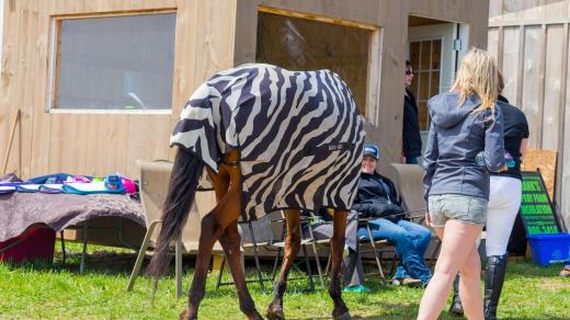 Pruhy na koňském hřbetu brání mouchám ve správné navigaci, takže koně před nimi chrání (Horse wearing zebra striped mesh fly sheet blanket while walking past entry booth at horse show)