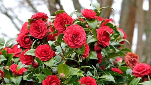 Kamélie (Camellia japonica)