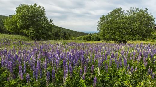 Lupina – krásná a nebezpečná