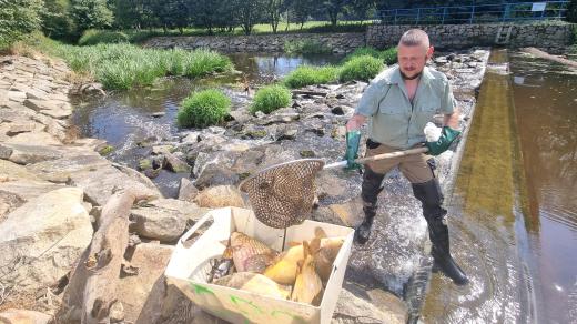 Z Moravské Dyje u Dačic rybáři vytahují desítky uhynulých ryb