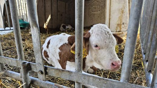 Horké počasí nedělá dobře ani zvířatům
