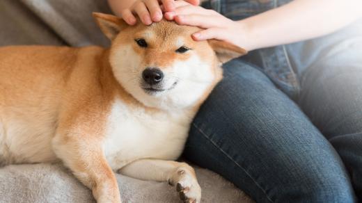 Shiba-inu he roztomilé plemeno (ilustrační foto)