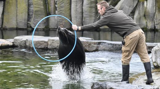 Výcvik lachtanů v Zoo Praha