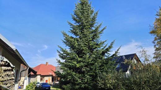 Vánoční strom pro Havlíčkův Brod zatím roste na dvorku rodiny Valových v Olešné