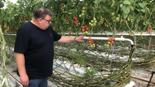 Rajčatová farma na okraji Brna. Na fotografii je její majitel Josef Sklenář.