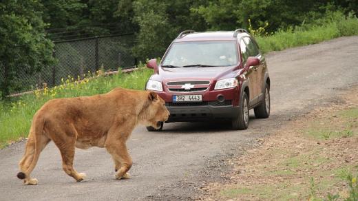 Lví Safari v ZOO Dvůr Králové nad Labem