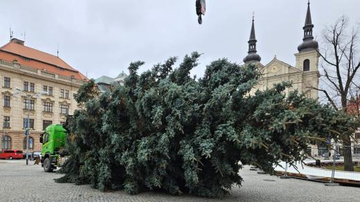 Vánoční strom pro Jihlavu vyrostl v Telči