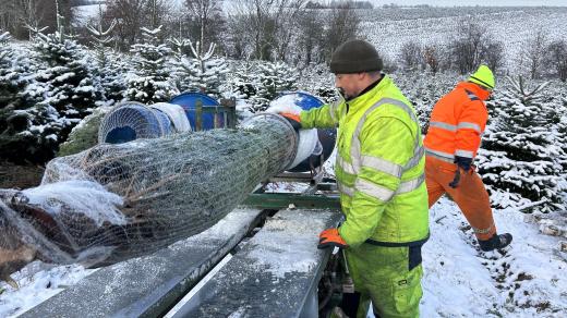 Plantáž s vánočními stromky v Nelešovicích na Přerovsku