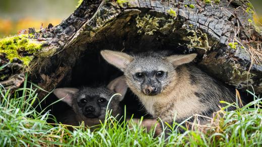 První česká mláďata raritních hyenek hřívnatých dělají radost chovatelům v Safari Parku Dvůr Králové