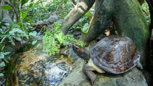 Želva záhadná obývá volně říčku i lesní podrost v pavilonu Indonéská džungle