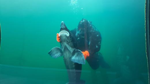 Živá voda Modrá, sladkovodní expozice, vyza velká