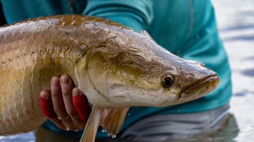 Arapaima