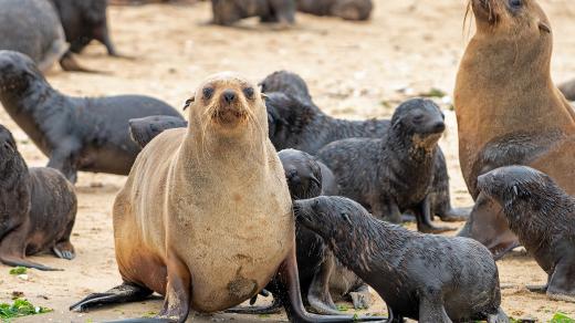 Lachtani jihoafricčtí ve svém přirozeném prostředí