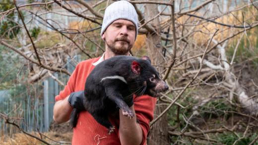 Chovatel David Vala demonstruje bezpečnou manipulaci s tasmánským čertem na samici Faline. Správné držení chrání člověka i zvíře například během veterinárních prohlídek
