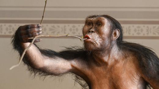 Hyperrealistická umělecká rekonstrukce samice Austrolopithecus afarensis zvané Lucy